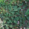 Polygonum capitatum